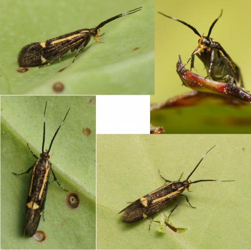 Esperia sulphurella