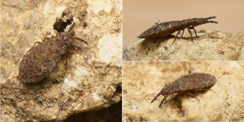 Aradus cinnamomeus
