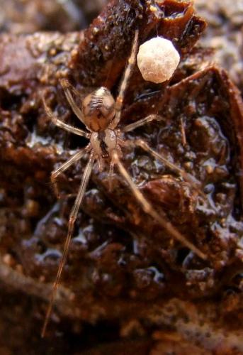 Nesticus cellulanus
