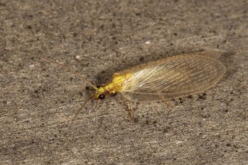 Hemerobius sp.