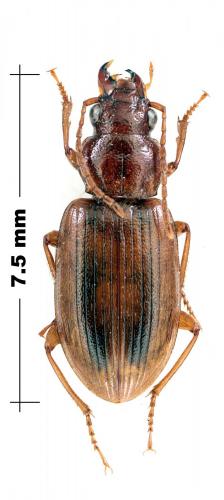 Dicheirotrichus obsoletus