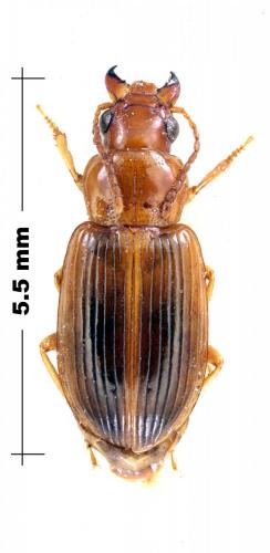Réf. 118 857 : Bradycellus verbasci