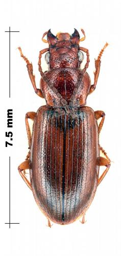 Réf. 118 854 : Dicheirotrichus gustavii