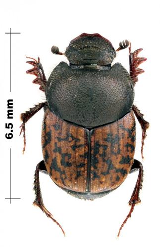 Onthophagus opacicollis