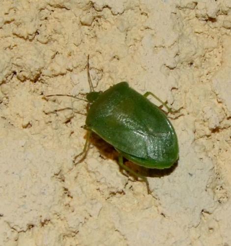 Nezara viridula