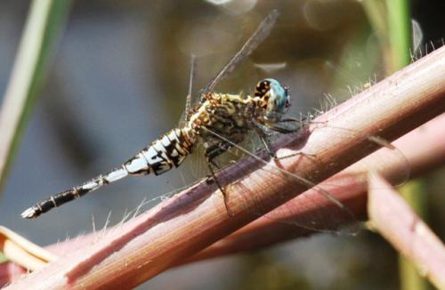 Acisoma panorpoides