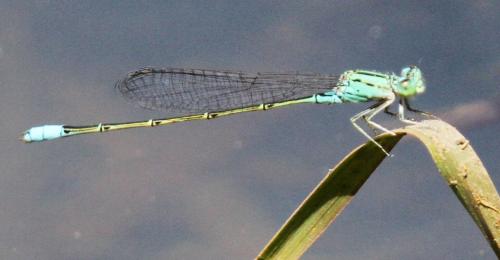 Pseudagrion sp.