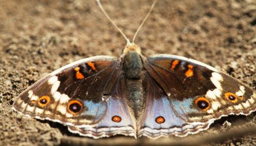 Réf. 118 772 : Junonia orithya