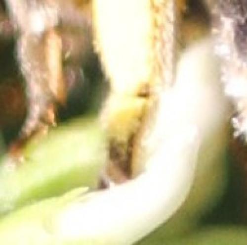 Nomiapis sp.