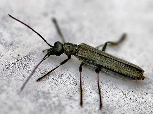 Réf. 118 140 : Oedemera sp.