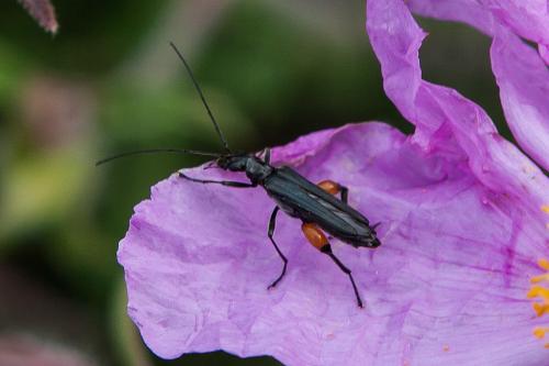 Oedemera rufofemorata