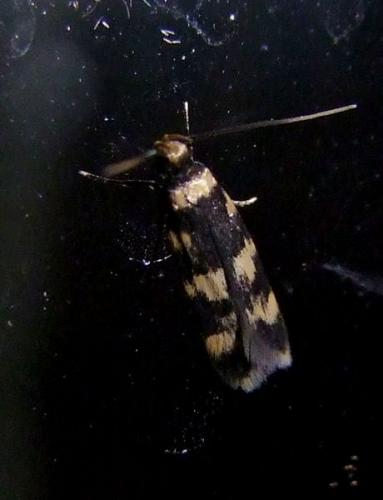 Oegoconia sp.