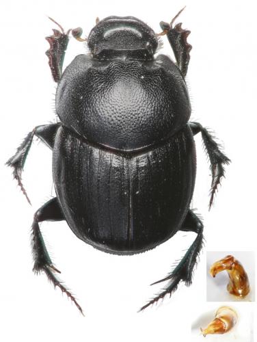 Onthophagus vitulus