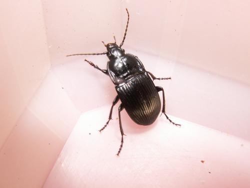 Abax ovalis