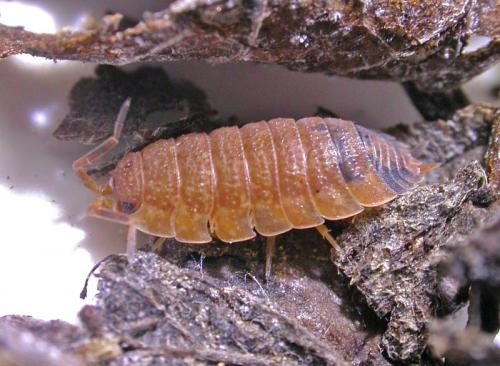 Porcellio scaber