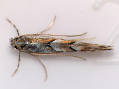 Réf. 118 071 : Phyllonorycter sp.