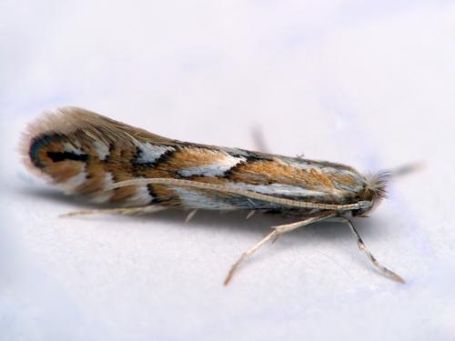 Réf. 118 070 : Phyllonorycter sp.