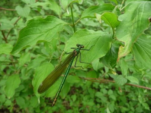 Calopteryx sp.
