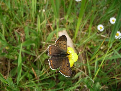 Lycaena tityrus