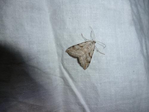 Aplocera sp.