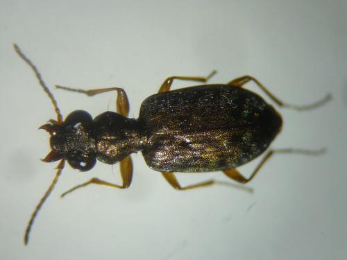 Réf. 118 535 : Asaphidion stierlini