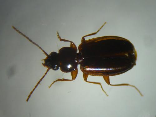 Trechus quadristriatus