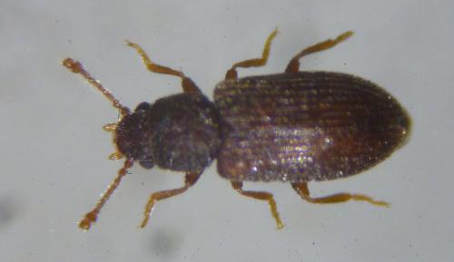 Réf. 118 634 : Berginus tamarisci