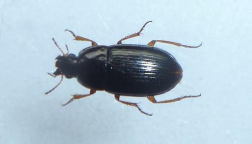 Amara lucida