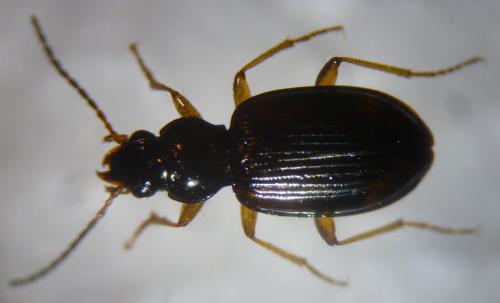 Réf. 118 907 : Bembidion tetracolum