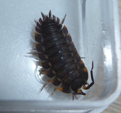 Trachelipus ratzeburgii