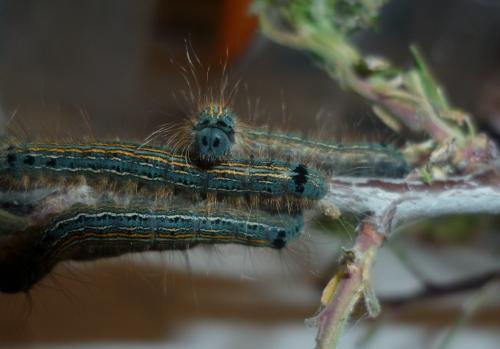 Malacosoma neustria