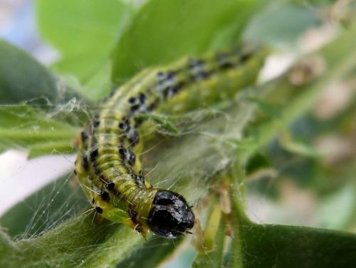 Cydalima perspectalis