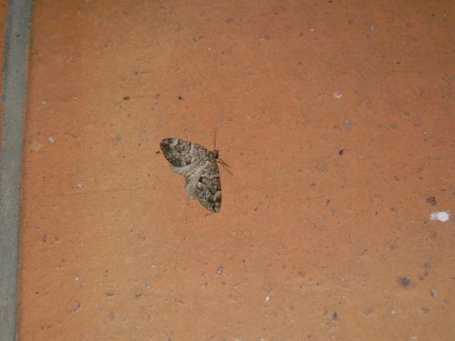 Thera sp.