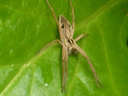 Pisaura mirabilis