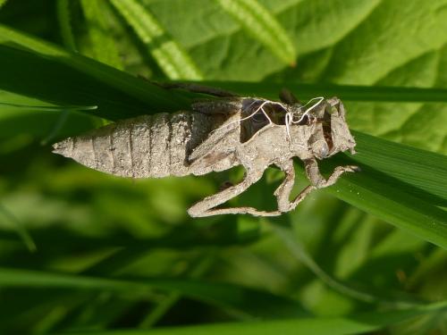 Gomphus vulgatissimus