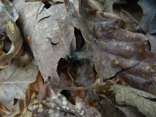 Empis ciliata