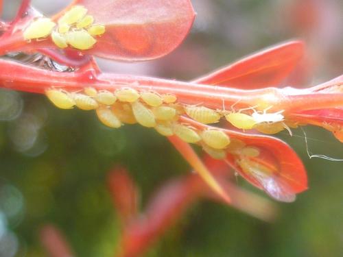 Liosomaphis berberidis