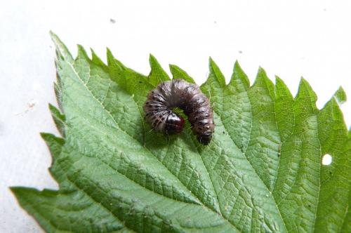Apamea monoglypha