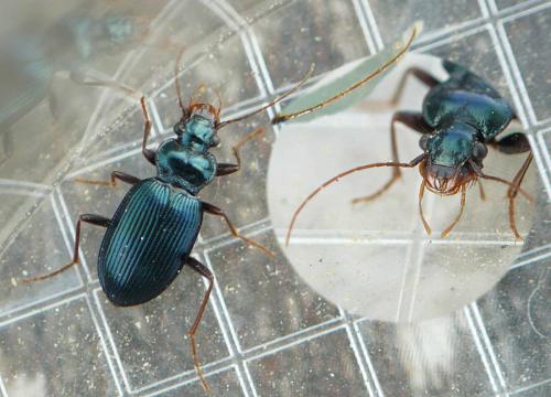 Réf. 118 219 : Leistus spinibarbis