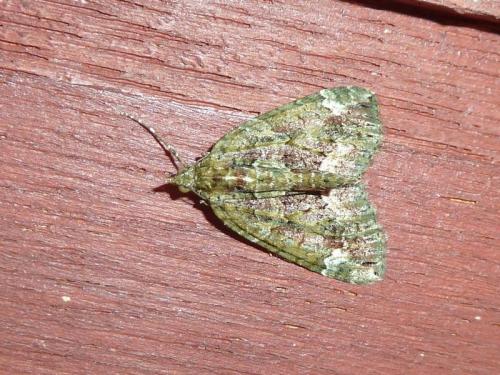 Réf. 118 457 : Chloroclysta siterata