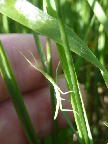 Clonopsis gallica