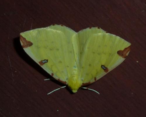 Opisthograptis luteolata