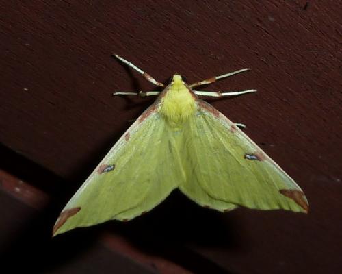 Réf. 118 010 : Opisthograptis luteolata