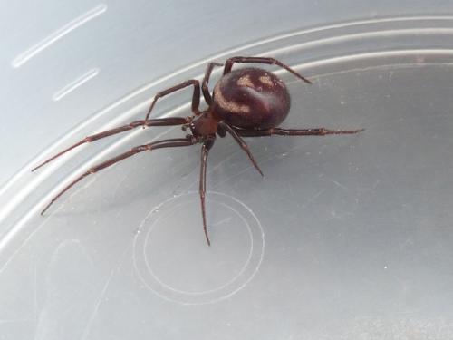 Steatoda grossa