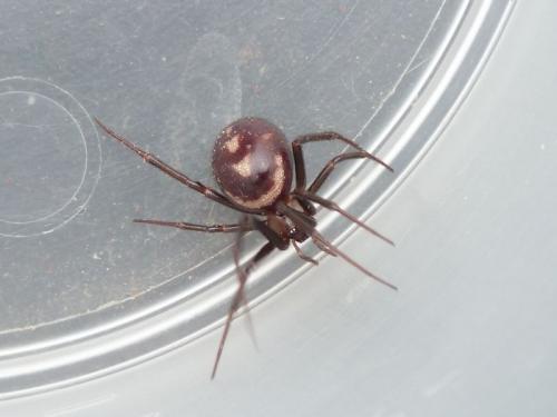 Steatoda grossa
