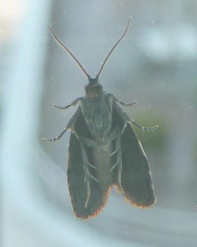 Réf. 118 455 : Ditula angustiorana