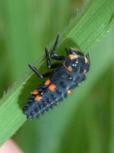 Coccinella septempunctata