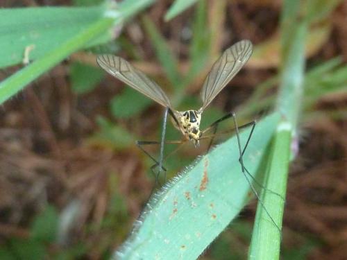Nephrotoma flavescens
