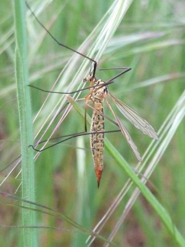 Nephrotoma flavescens