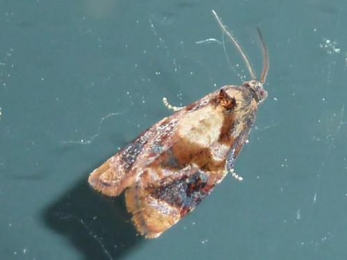 Réf. 118 454 : Ditula angustiorana